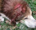 Βρήκαν τον σκύλο με κομμένα αυτιά και χτυπημένο με τσεκούρι στο κεφάλι στην Πεδινή Ιωαννίνων (βίντεο)