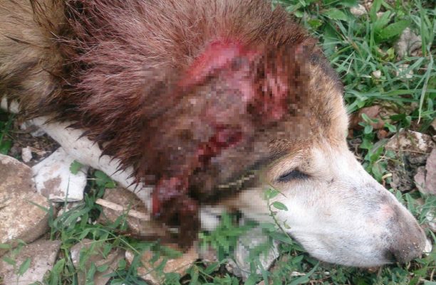 Βρήκαν τον σκύλο με κομμένα αυτιά και χτυπημένο με τσεκούρι στο κεφάλι στην Πεδινή Ιωαννίνων (βίντεο)