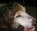 Έκκληση για να καλυφθούν έξοδα περίθαλψης σκύλου χτυπημένου με τσεκούρι στην Πεδινή Ιωαννίνων (βίντεο)