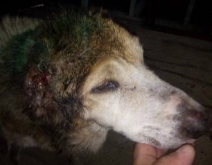 Έκκληση για να καλυφθούν έξοδα περίθαλψης σκύλου χτυπημένου με τσεκούρι στην Πεδινή Ιωαννίνων (βίντεο)