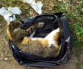 Περισσότερα από 10 αδέσποτα σκυλιά & γατιά νεκρά από φόλες στο Πέραμα Αττικής