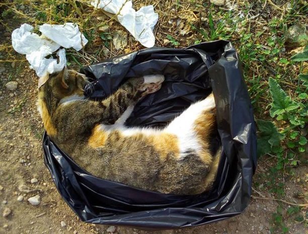 Περισσότερα από 10 αδέσποτα σκυλιά & γατιά νεκρά από φόλες στο Πέραμα Αττικής