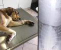 Πέρδικα Θεσπρωτίας: Δεκάδες σκάγια στο σώμα του πυροβολημένου σκύλου