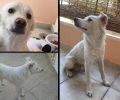 Χάθηκε λευκός αρσενικός σκύλος χωρίς ουρά στα Πετράλωνα της Αθήνας