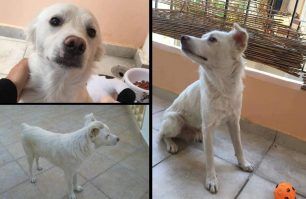 Χάθηκε λευκός αρσενικός σκύλος χωρίς ουρά στα Πετράλωνα της Αθήνας