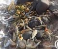 ΑΡΧΙΠΕΛΑΓΟΣ: Οι ψαράδες και ένα παράσιτο απειλούν με εξαφάνιση τις πίννες από τις ελληνικές θάλασσες