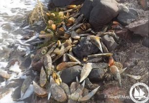 ΑΡΧΙΠΕΛΑΓΟΣ: Οι ψαράδες και ένα παράσιτο απειλούν με εξαφάνιση τις πίννες από τις ελληνικές θάλασσες