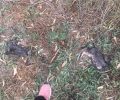 Αχαΐα: Αναζητούν αυτούς που αφήνουν σκυλιά να σκοτώνουν γατάκια στο άλσος στην πλαζ Πάτρας