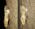Αχαΐα: Βρήκε πόδι ζώου καρφωμένο σε κορμό δέντρου στην πλατεία Αγίας Λαύρας στην Πάτρα