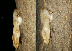 Αχαΐα: Βρήκε πόδι ζώου καρφωμένο σε κορμό δέντρου στην πλατεία Αγίας Λαύρας στην Πάτρα