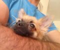 Χάθηκε θηλυκός σκύλος Πομεράνιαν Σπιτζ στην Κυψέλη της Αθήνας
