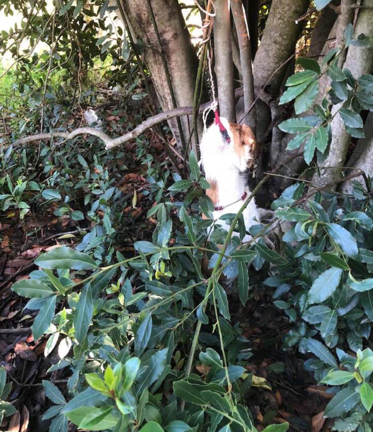 Μαλώνα Ρόδου: Βρήκε σκύλο κρεμασμένο σε δέντρο 1 RodosMalonaKremasmenosSkylos25 10 2018 1