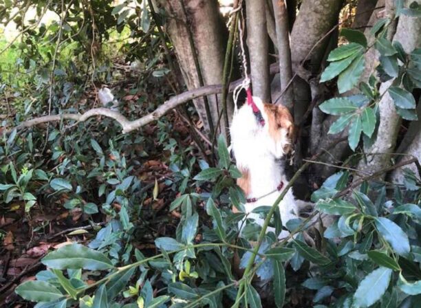 Μαλώνα Ρόδου: Βρήκε σκύλο κρεμασμένο σε δέντρο