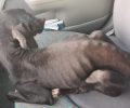 Έκκληση για τροφές - φάρμακα - φιλοξενία 17 σκελετωμένων σκυλιών που είχε συλλέκτης στο Σχηματάρι Βοιωτίας (βίντεο)