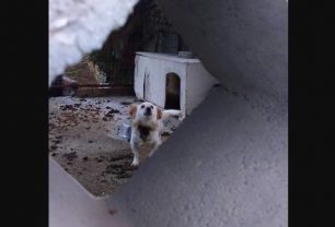 Σκύλος αλυσοδεμένος με κομμένο λαιμό από περιλαίμιο στην Ιαλυσό Ρόδου