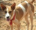Καταδικάστηκε εκπαιδευτής σκύλων για τη δολοφονία σκυλίτσας στα Σπάτα Αττικής