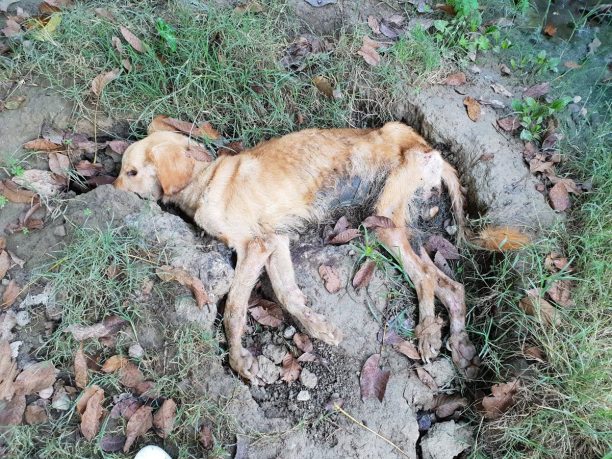 Λακωνία: Κυνοκομείο – κολαστήριο ζώων ο χώρος που ο Δήμος Σπάρτης τιμωρεί τα αδέσποτα σκυλιά (βίντεο)
