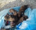 Βρήκε 9 κουτάβια κλεισμένα σε σακούλα πεταμένα σε κάδο σκουπιδιών στα Σπάτα Αττικής (βίντεο)
