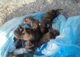 Βρήκε 9 κουτάβια κλεισμένα σε σακούλα πεταμένα σε κάδο σκουπιδιών στα Σπάτα Αττικής (βίντεο)