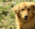Βρέθηκε νεκρό - Χάθηκε θηλυκός σκύλος στο Κολίρι Ηλείας