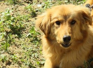 Βρέθηκε νεκρό - Χάθηκε θηλυκός σκύλος στο Κολίρι Ηλείας