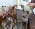 Ηράκλειο Κρήτης: Έβλεπαν τον σκύλο να λιώνει στην Τύλισο και δεν νοιάστηκαν (βίντεο)