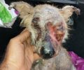 Βελτιώνεται η κατάσταση της υγείας του σκύλου που βρέθηκε εξαθλιωμένος στην Τύλισο Ηρακλείου Κρήτης (βίντεο)