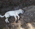 Συστηματική εξόντωση ζώων με φόλες σε περιοχές του Δήμου Ανδρίτσαινας – Κρεστένων στην Ηλεία