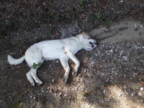 Συστηματική εξόντωση ζώων με φόλες σε περιοχές του Δήμου Ανδρίτσαινας – Κρεστένων στην Ηλεία