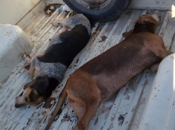Δύο σκυλιά νεκρά από φόλες στη Βροντού Πιερίας