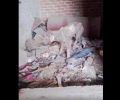 Εξαθλιωμένος σκύλος περιφέρεται στη Βροντού Πιερίας (βίντεο)