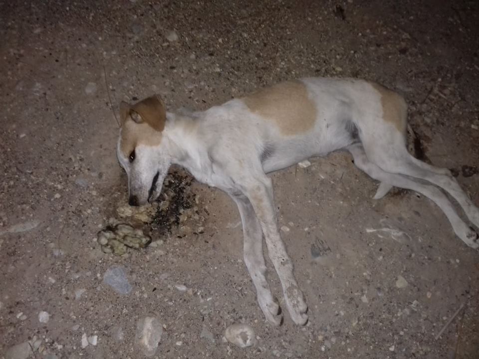 Δύο σκυλιά νεκρά από φόλες στην παραλία της Ζαχάρως Ηλείας