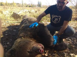 Καστοριά: Σκοτώθηκε σε τροχαίο η μεγαλύτερη σε βάρος αρκούδα (390 κιλά) που έχει καταγραφεί ποτέ στην Ελλάδα