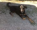 Βρέθηκε αρσενικός σκύλος στην Παλαιά Πεντέλη Αττικής