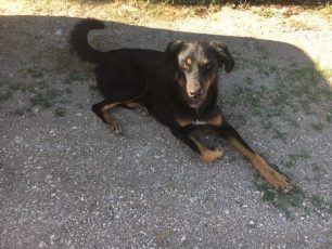 Βρέθηκε αρσενικός σκύλος στην Παλαιά Πεντέλη Αττικής