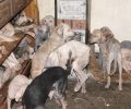 Ημαθία: Έκκληση για τροφές για σκυλιά & γάτες συλλέκτριας που βρέθηκαν σκελετωμένα σε σπίτι στην Αγία Μαρίνα Βέροιας (βίντεο)