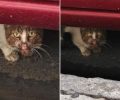 Αιγάλεω Αττικής: Έκκληση για τη μεταφορά άρρωστης γάτας σε κτηνιατρείο
