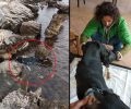 Παλεύει να ξαναπερπατήσει σκύλος που βρέθηκε παράλυτος στα βράχια μέσα στη θάλασσα στον Άγ. Ιωάννη Εύβοιας (βίντεο)