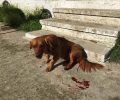 Ζάκυνθος: Αρνήθηκε ότι το πυροβολημένο σκυλί ήταν δικό του για να μην πληρώσει (βίντεο)