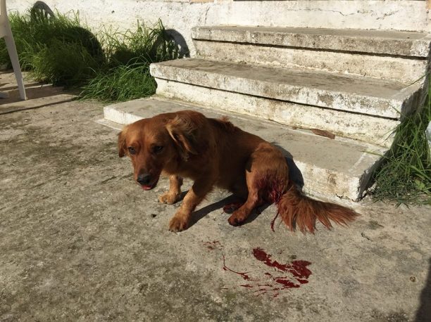 Ζάκυνθος: Αρνήθηκε ότι το πυροβολημένο σκυλί ήταν δικό του για να μην πληρώσει (βίντεο)