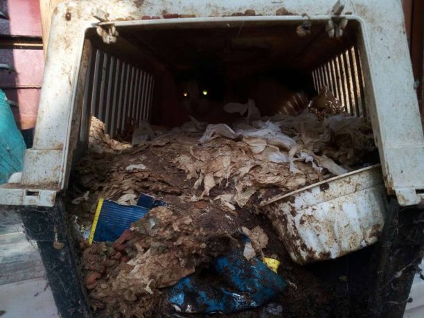 Αρκαδικό Αργολίδας: Δεκάδες κακοποιημένα σκυλιά - γάτες ζούσαν ανάμεσα σε πτώματα ζώων & όγκους σκουπιδιών σε σπίτι ηλικιωμένων