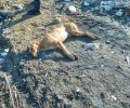 Εκκαθάριση αδέσποτων με φόλες στο Αρκαλοχώρι Ηρακλείου Κρήτης