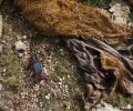 Λύκος νεκρός από φόλα στην Ανθούσα Τρικάλων