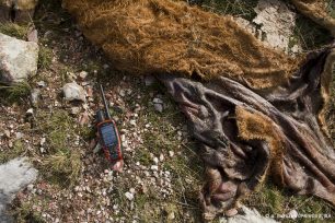 Λύκος νεκρός από φόλα στην Ανθούσα Τρικάλων
