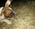 Βρήκαν αδέσποτο σκύλο πυροβολημένο στο κεφάλι στα Δολιανά Ιωαννίνων