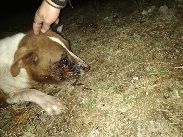 Βρήκαν αδέσποτο σκύλο πυροβολημένο στο κεφάλι στα Δολιανά Ιωαννίνων