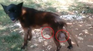 Άφηναν τον σκύλο τους να υποφέρει από τον καρκίνο αλυσοδεμένος στη Δροσιά Ιωαννίνων (βίντεο)
