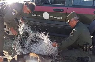 Έσωσαν ακόμα ένα ελάφι που παγιδεύτηκε σε δίχτυα στην Απολακκιά Ρόδου (βίντεο)