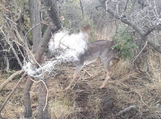 Ρόδος: Έσωσαν το ελάφι που παγιδεύτηκε σε δίχτυα (βίντεο)