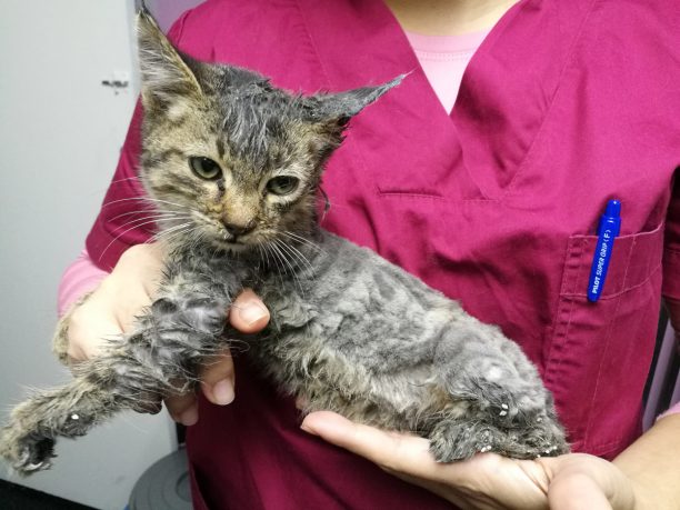 Νέος Κόσμος Αττικής: Έσωσαν γατάκι που είχε κολλήσει σε κόλλα ποντικοπαγίδας (βίντεο)